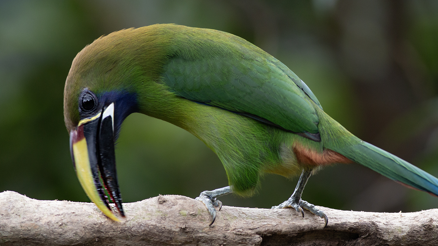 Northern Emerald-Toucanet
